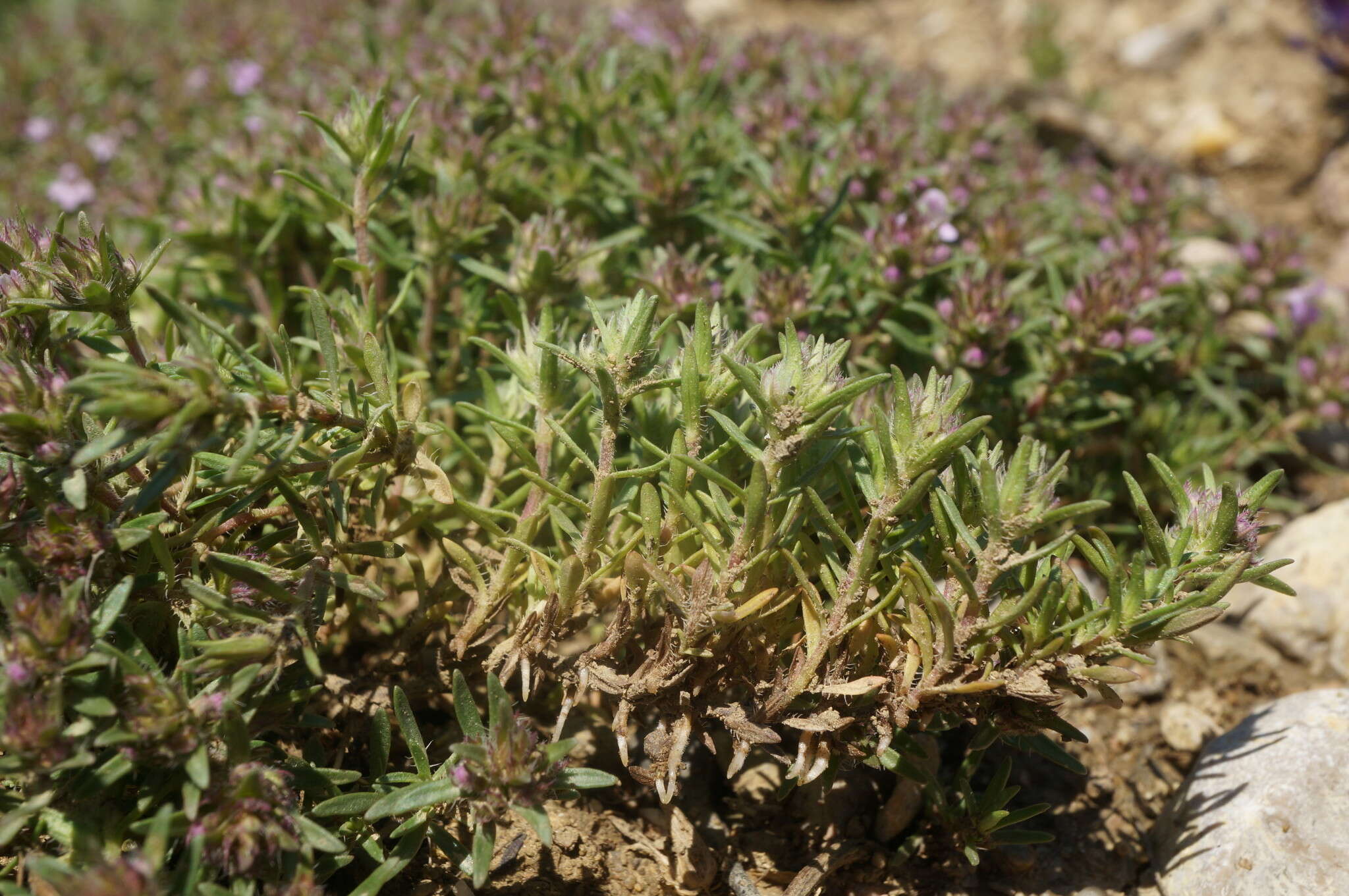 صورة Thymus callieri Borbás ex Velen.