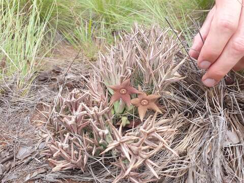 Image de Ceropegia tapscottii (I. Verd.) Bruyns