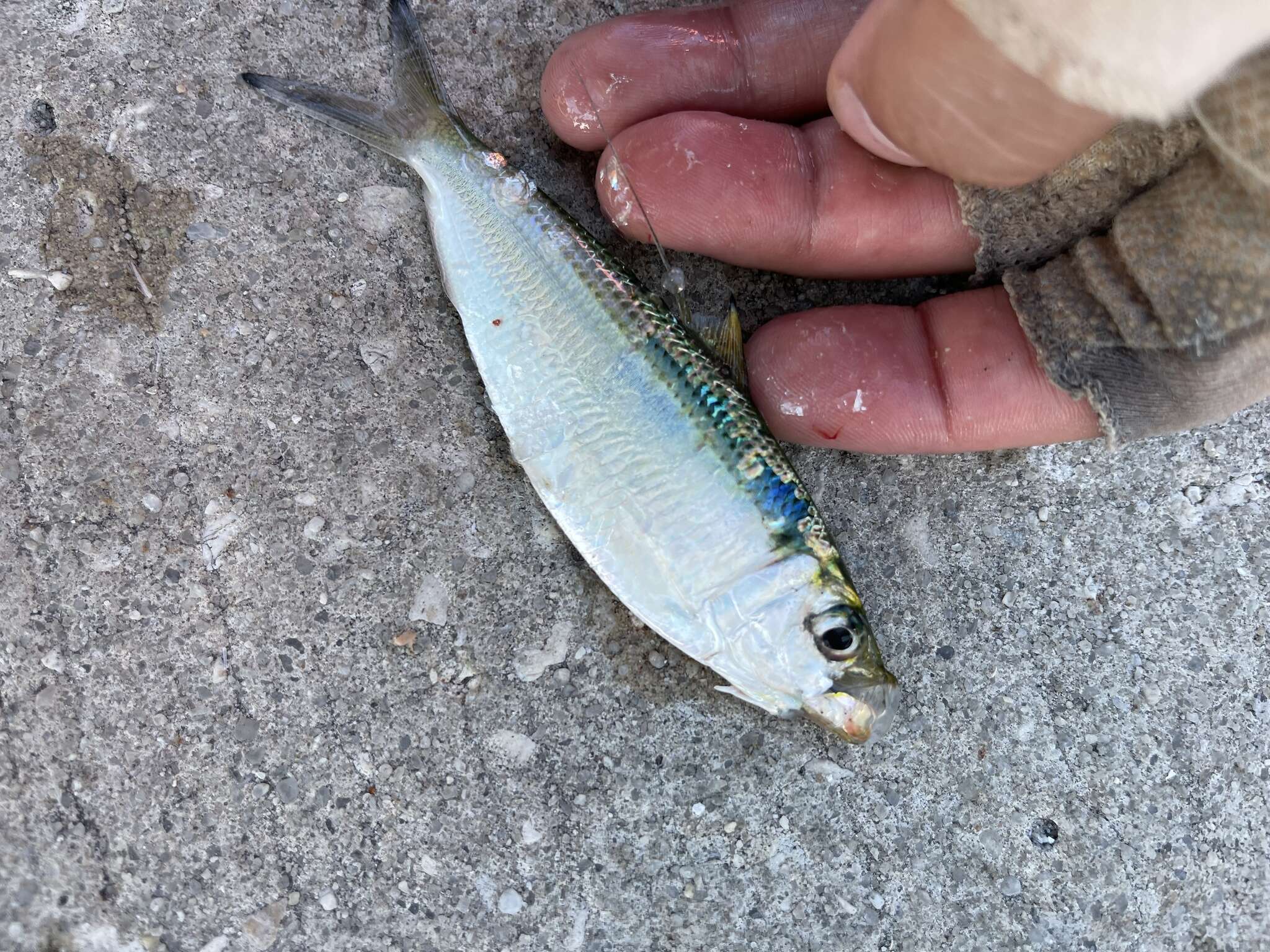 Image of Atlantic Thread Herring