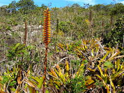 Image of Vriesea chapadensis Leme