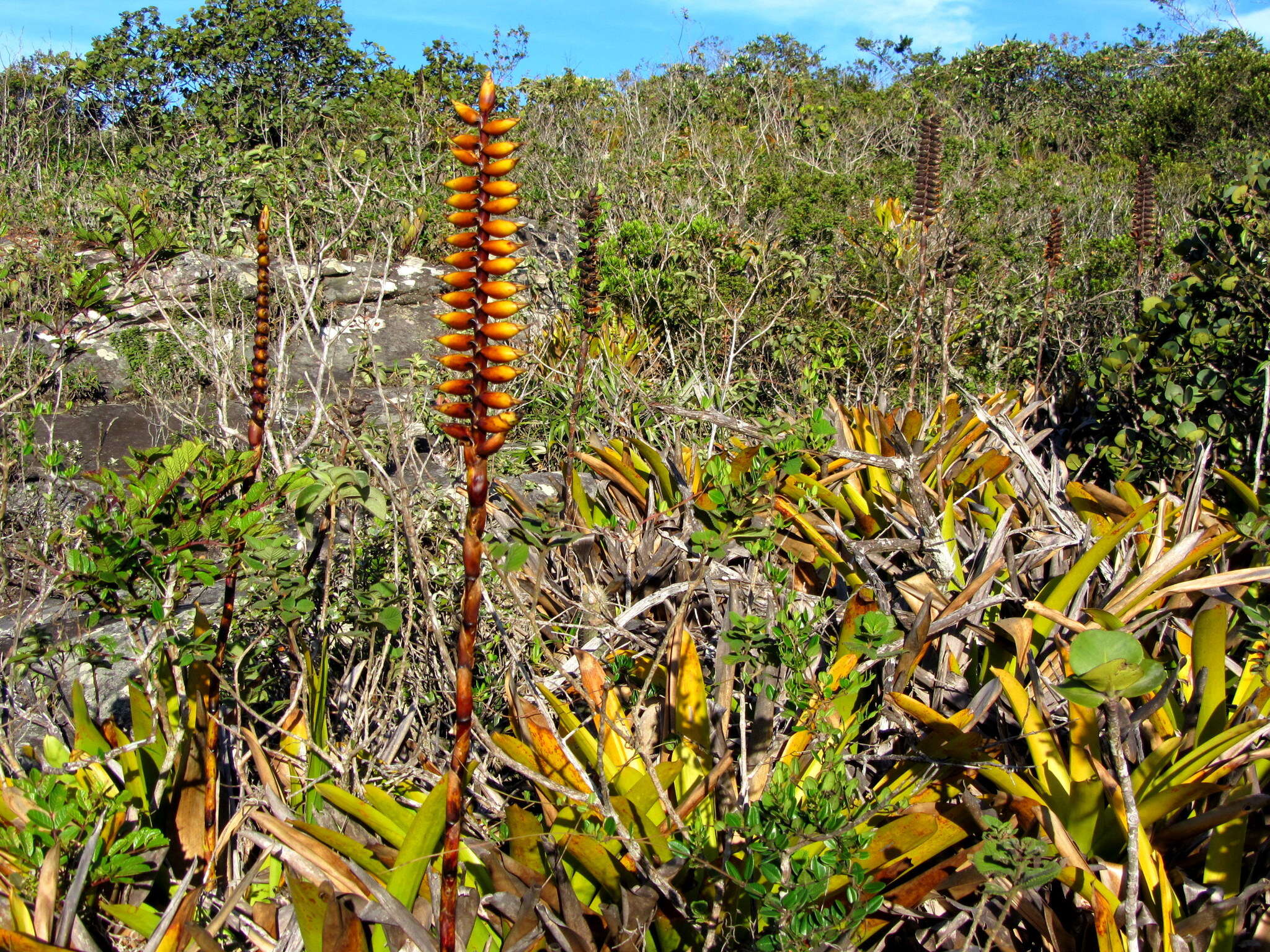 Image of Vriesea chapadensis Leme