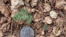 Image of Cedar Breaks springparsley