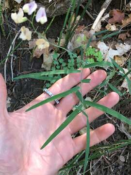 Image of Common Sweet Pea