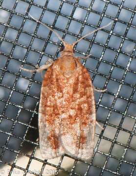 Image of Jack Pine Budworm