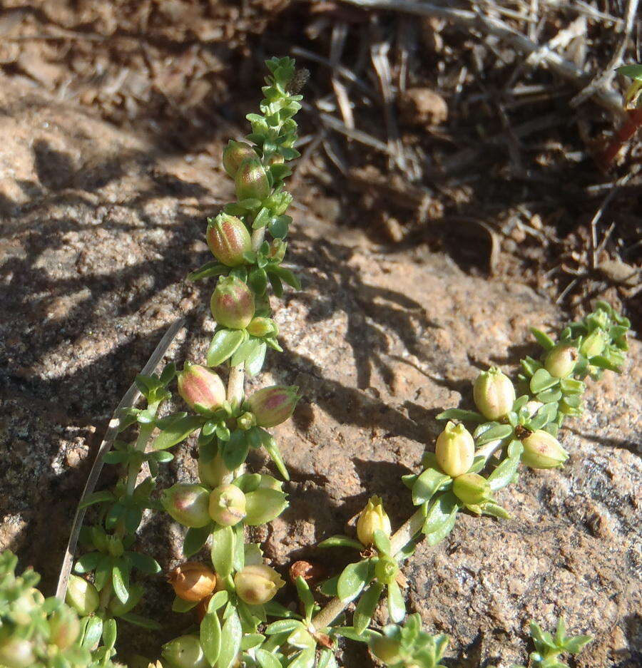 Image de Nenax microphylla (Sond.) Salter