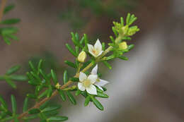 Image de Boronia alulata Soland. ex Benth.