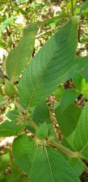 Image of Sabicea acuminata Baker