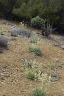 Image of pine green gentian