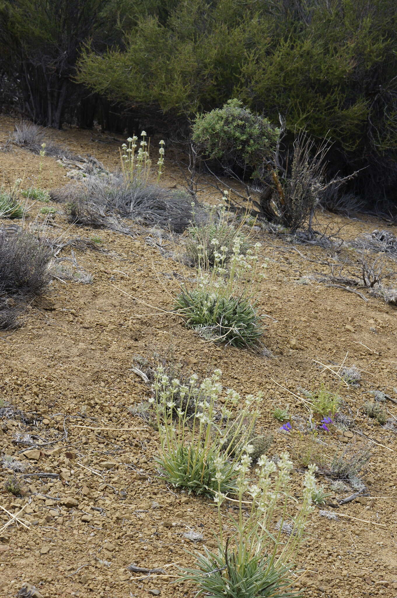 Image of pine green gentian