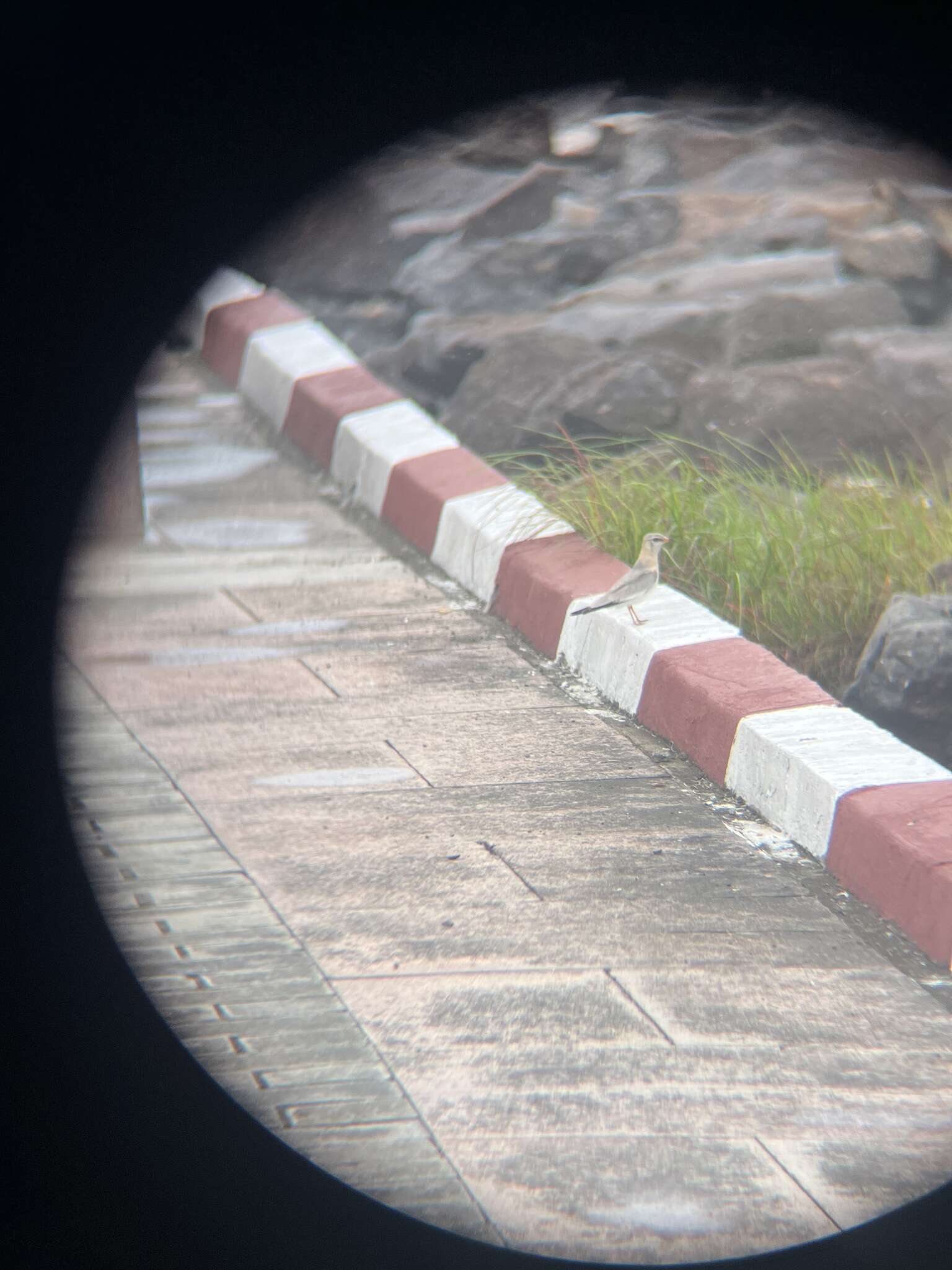 Image of Grey Pratincole