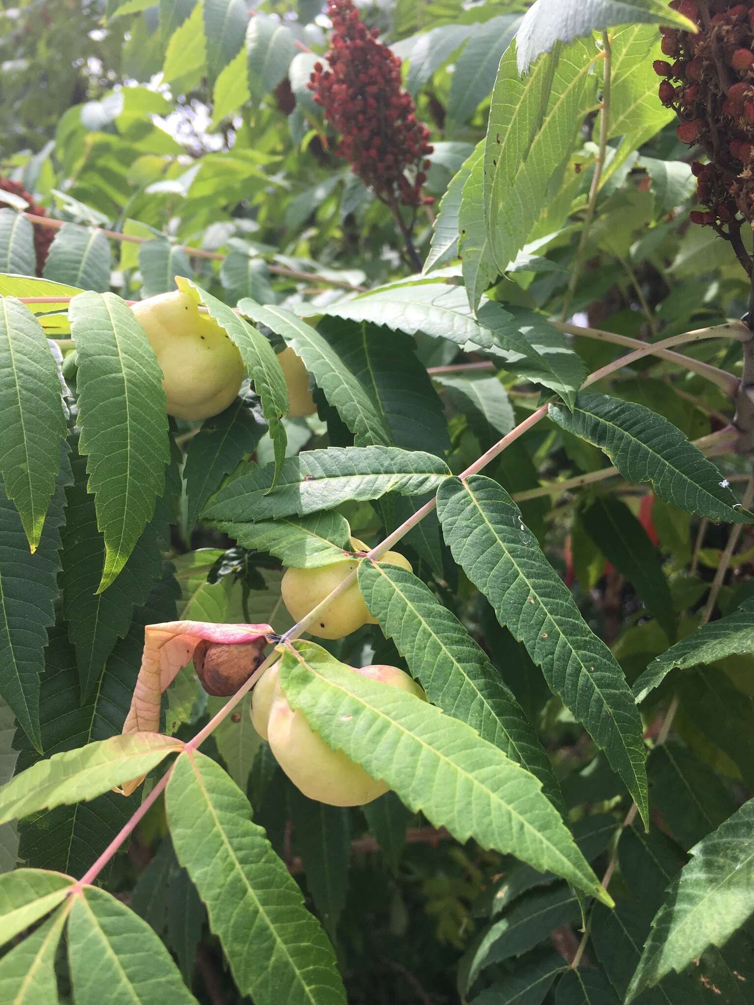 Image of Sumac Gall Aphid