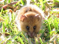 Image of Brants's African Climbing Mouse -- Brant's Climbing Mouse