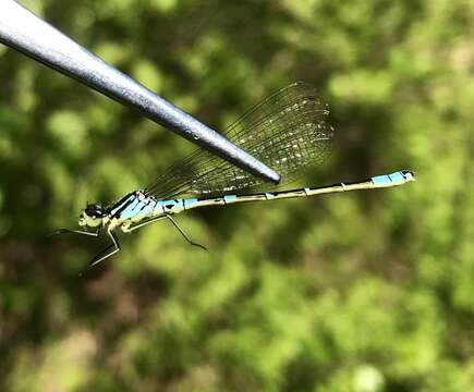 Plancia ëd Coenagrion lunulatum (Charpentier 1840)