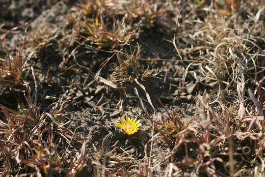 Image of Nananthus vittatus (N. E. Br.) Schwant.