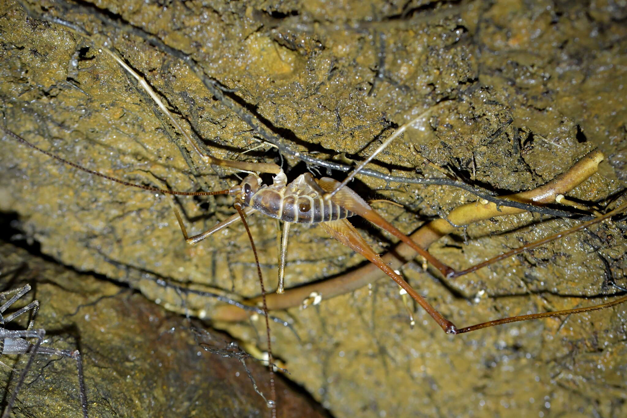 Image of Macropathus acanthocera (Milligan 1926)