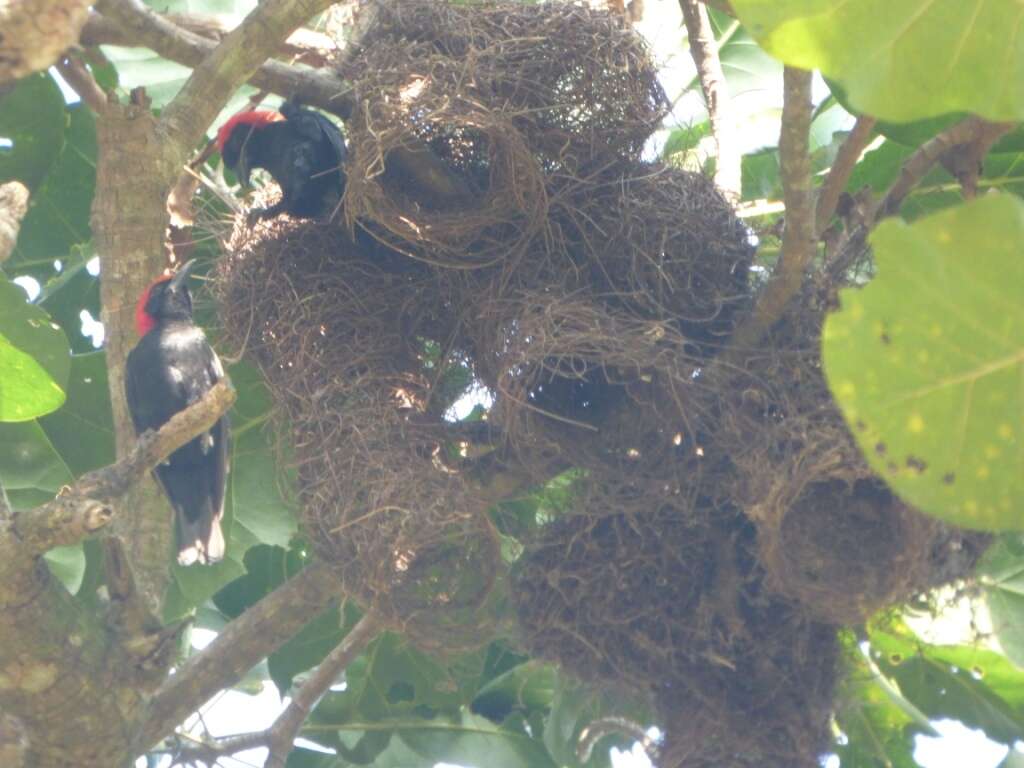 Image of Red-headed Malimbe