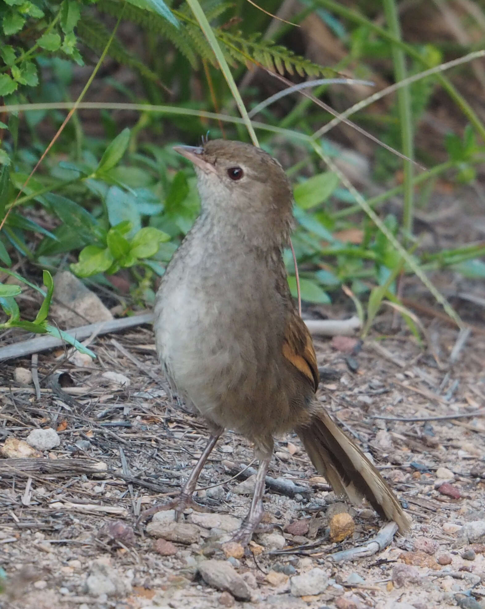 Dasyornithidae resmi