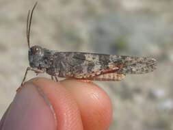 Image of Campestral grasshopper