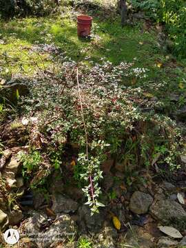 Imagem de Fuchsia splendens Zucc.