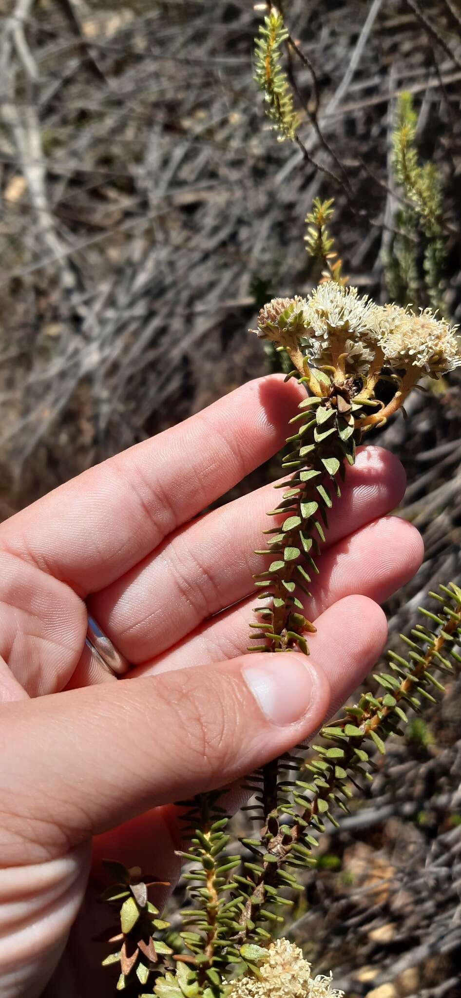 Image of Berzelia cordifolia Schltdl.