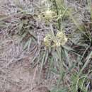 صورة Miraglossum pilosum (Schltr.) F. K. Kupicha