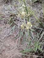 صورة Miraglossum pilosum (Schltr.) F. K. Kupicha
