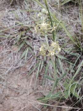 Miraglossum pilosum (Schltr.) F. K. Kupicha resmi