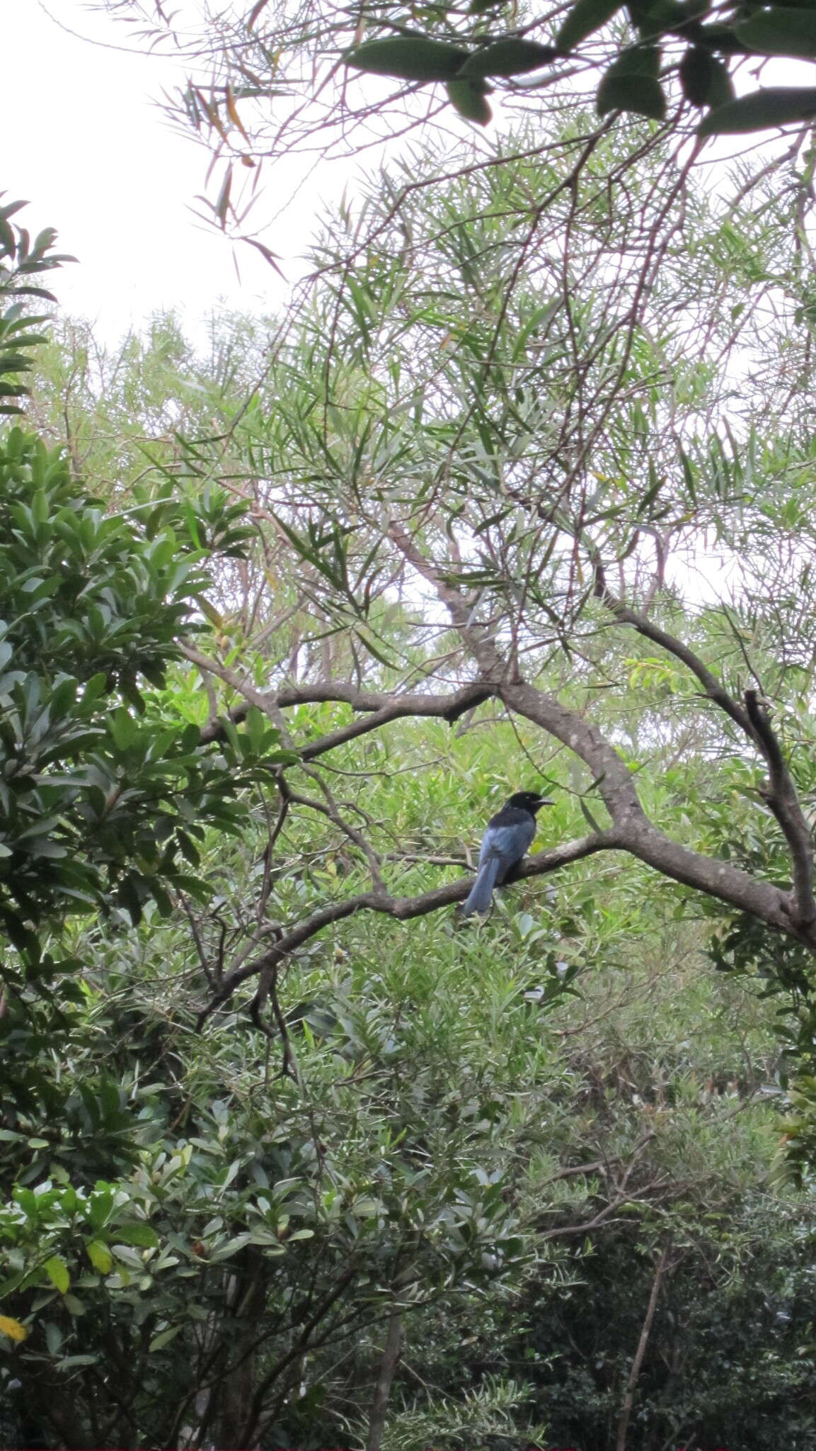 Image of Hair-crested Drongo