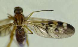 Image of Sylvicola notatus (Hutton 1902)