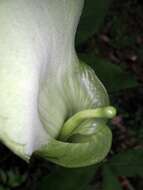 Image of Arisaema yamatense (Nakai) Nakai