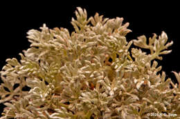 Image of Acaena caespitosa Gilli