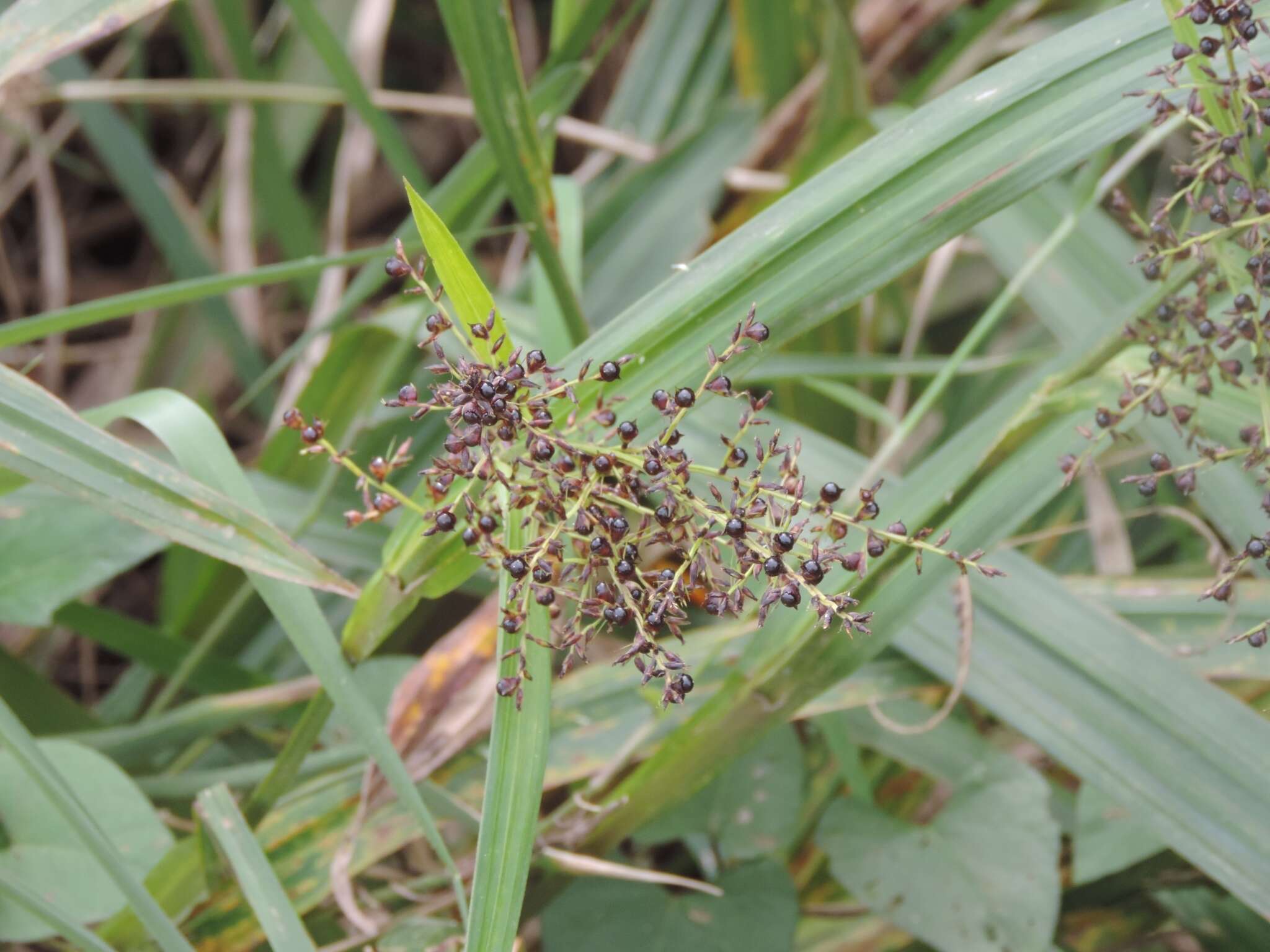 صورة Scleria latifolia Sw.