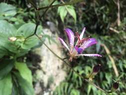 Image of Tricyrtis lasiocarpa Matsum.