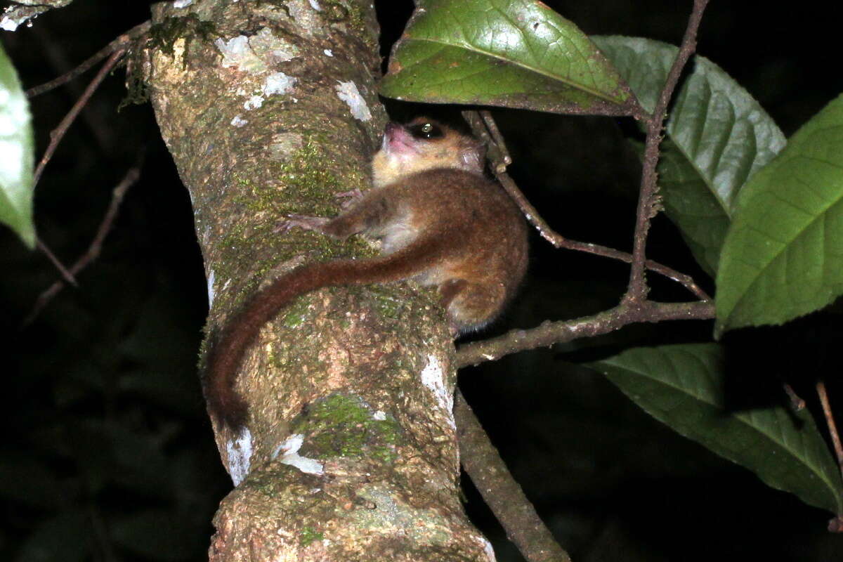 Image of Goodman's Mouse Lemur