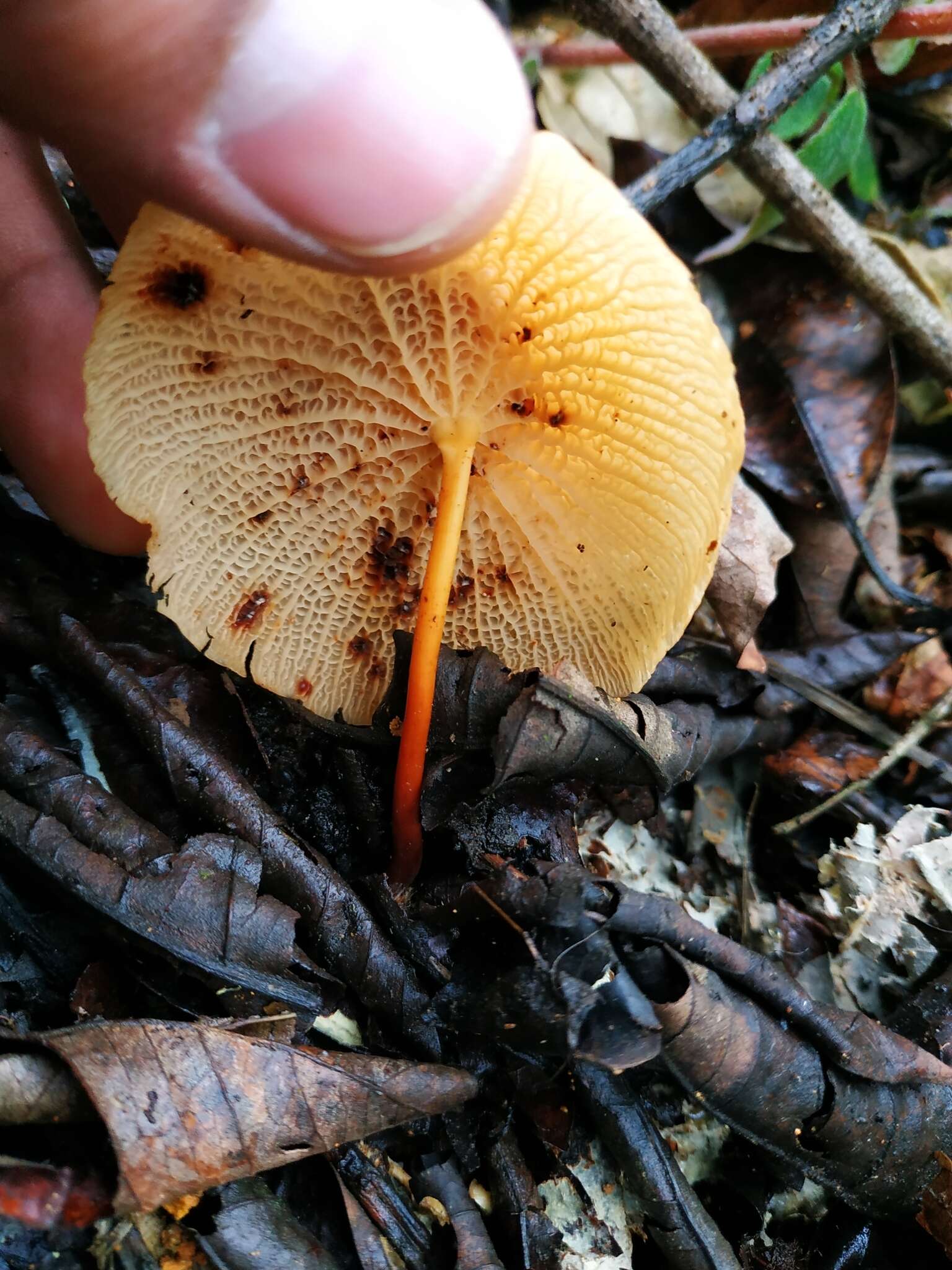 Image of Marasmius cladophyllus Berk. 1856