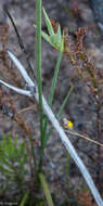 Image of Bobartia filiformis (L. fil.) Ker Gawl.