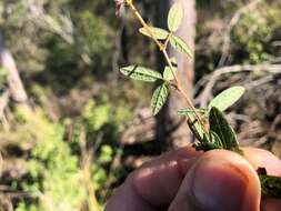 Image of Desmodium varians (Labill.) G. Don