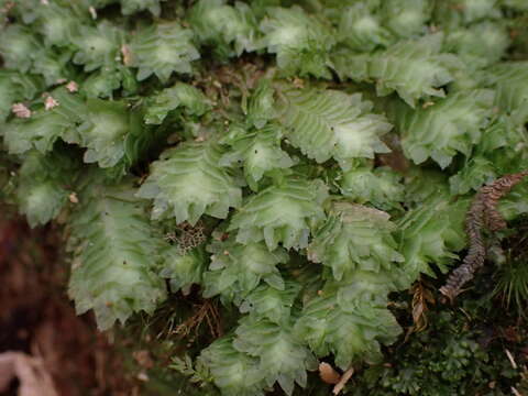 Image of Schistochila balfouriana (Hook. fil. & Taylor) Steph.