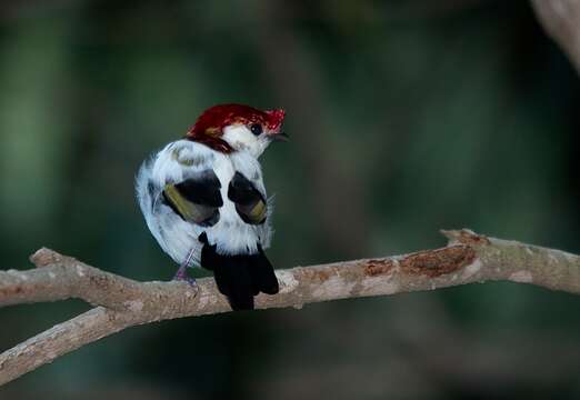 Image of Araripe Manakin