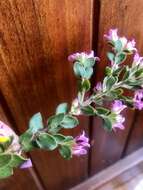 Image of Boronia crenulata subsp. pubescens (Benth.) Paul G. Wilson