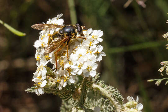 Imagem de Hadromyia pulchra (Williston 1882)