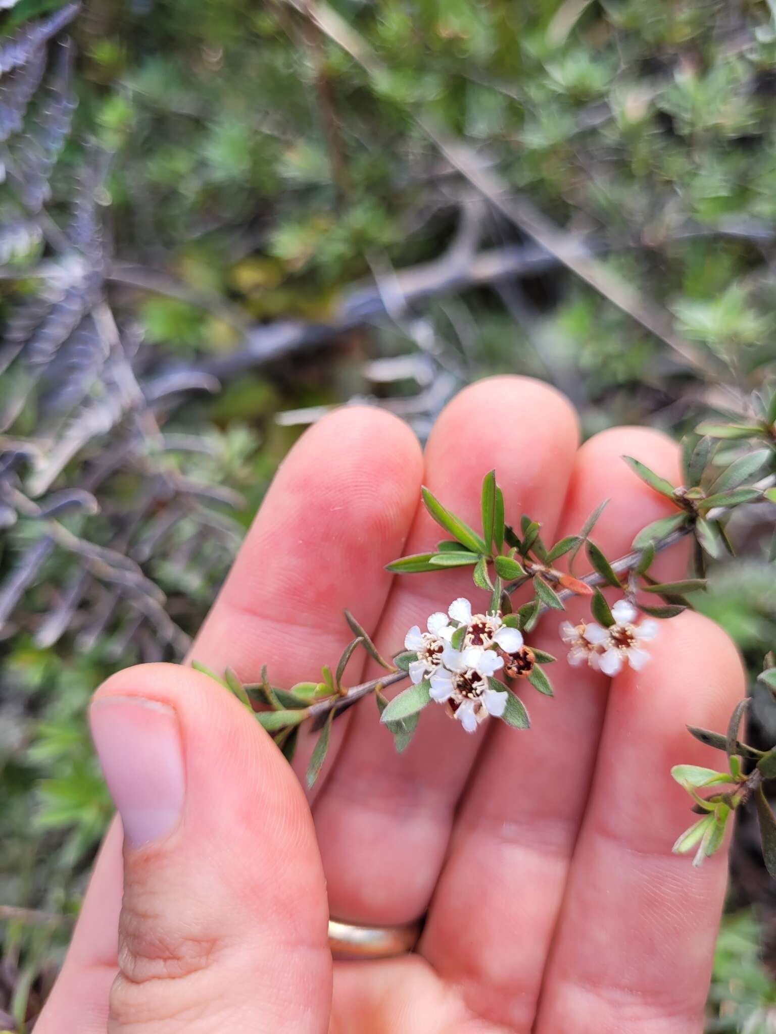 صورة Kunzea sinclairii (Kirk) W. Harris