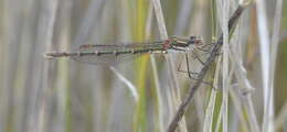 Image de Austrolestes psyche (Hagen ex Selys 1862)