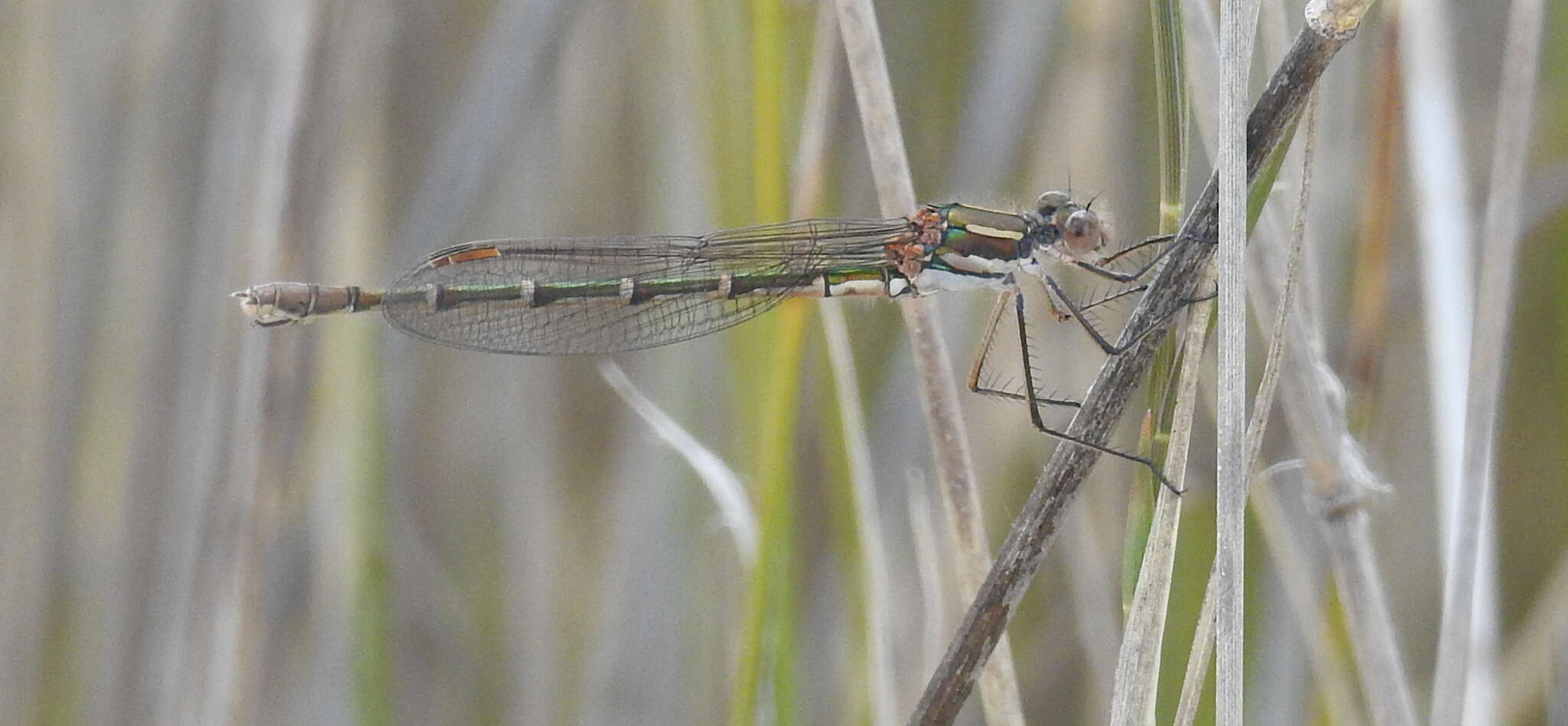 Image of Austrolestes psyche (Hagen ex Selys 1862)