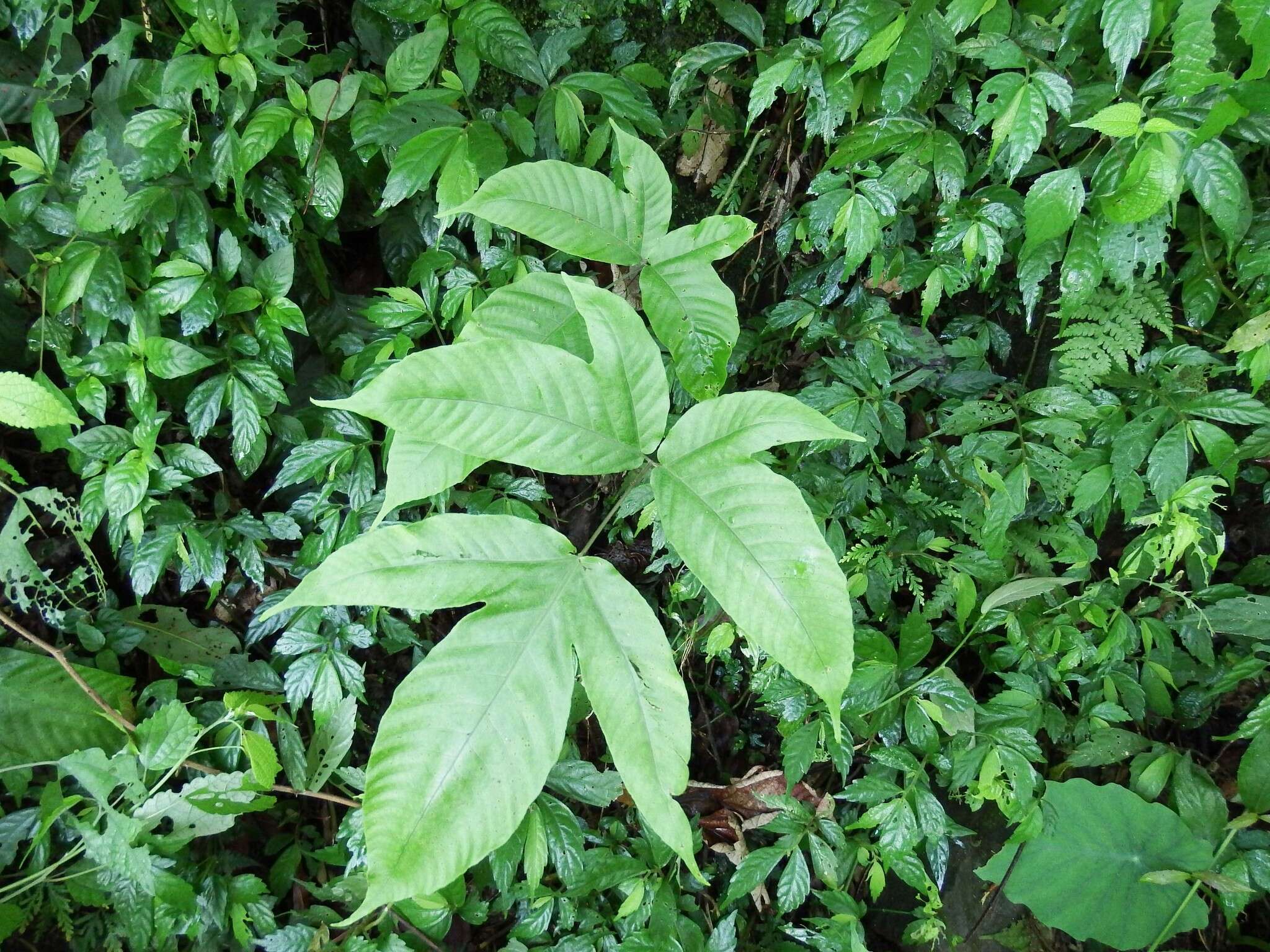 Image of Tectaria polymorpha (Wall. ex Hook.) Copel.