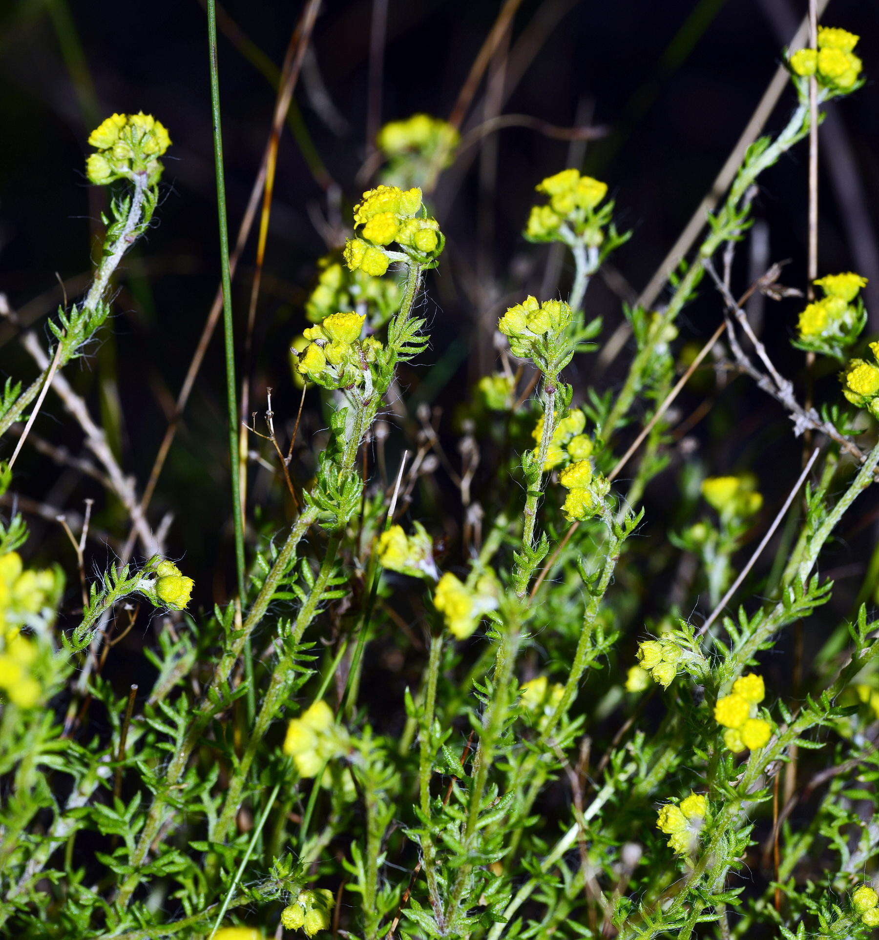 Image de Hippia pilosa (Berg.) Druce