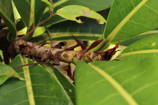 Image of Ficus caballina Standl.