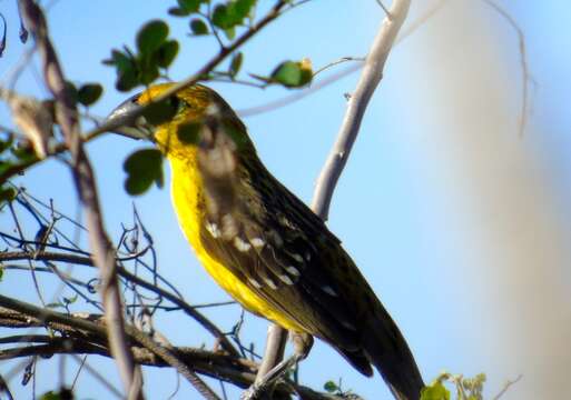 Image of Mexican Yellow Grosbeak