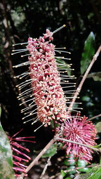 Image of Catalepidia heyana (F. M. Bailey) P. H. Weston