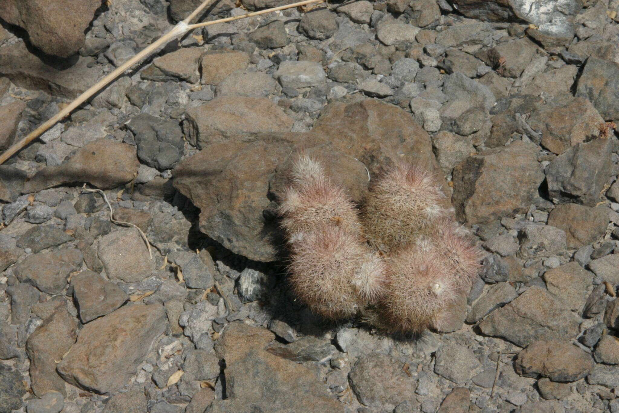 Image of Echinocereus chisosensis subsp. fobeanus (Oehme) N. P. Taylor